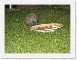 Egels in de tuin 044 * 3648 x 2736 * (6.42MB)